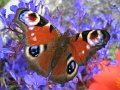 Peacock butterfly